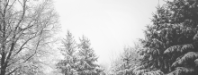 TREES 2.0