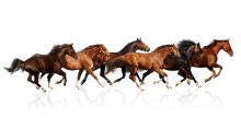 horse image